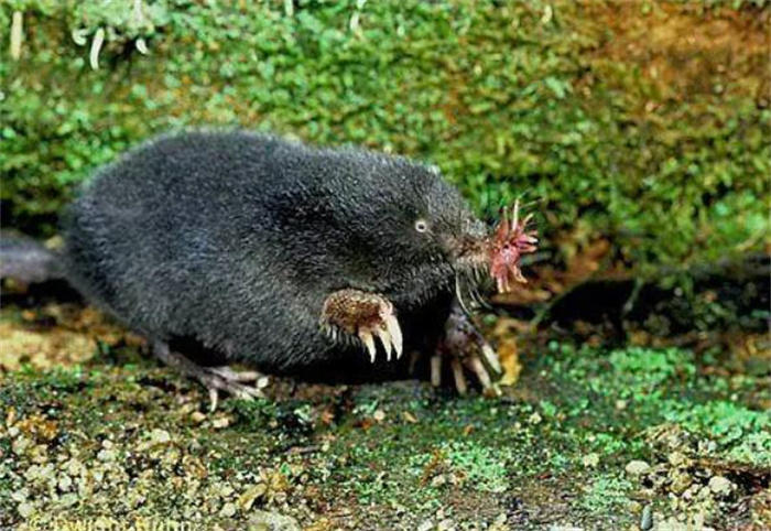 动物界中速度最快的猎食者 星鼻鼹鼠(1/4秒完成捕食)