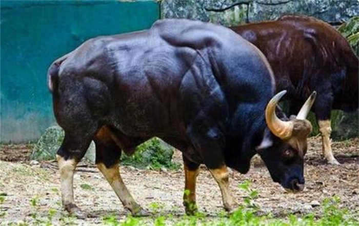 世界上体型最大的牛 体长可达3.3米(印度野牛)