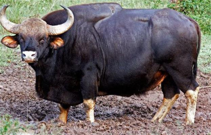 世界上体型最大的牛 体长可达3.3米(印度野牛)