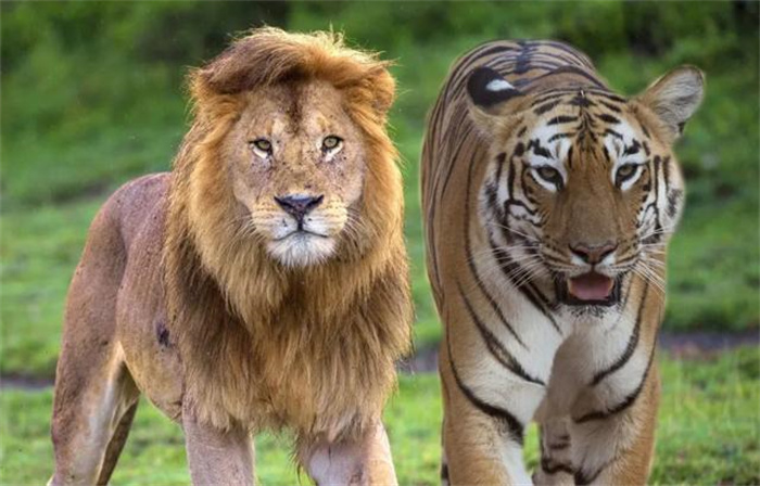 狮子和老虎  为何不吃大熊猫呢 打不过吗  （不在同义领域）