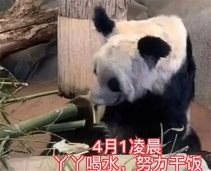 孟非斯动物园的大熊猫丫丫 已经正式移交中方（大熊猫）