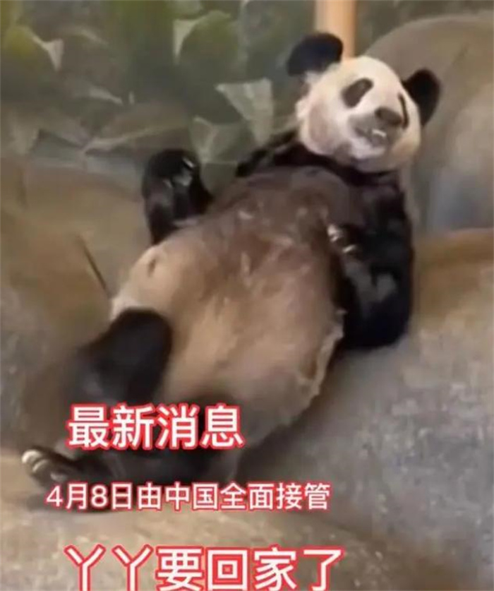 孟非斯动物园的大熊猫丫丫 已经正式移交中方（大熊猫）