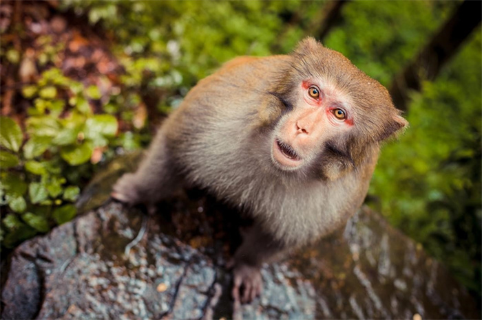 南京网红暴猴被收编至动物园 猴王被打不敢上岸