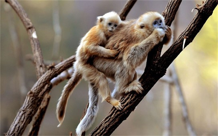 南京网红暴猴被收编至动物园 猴王被打不敢上岸