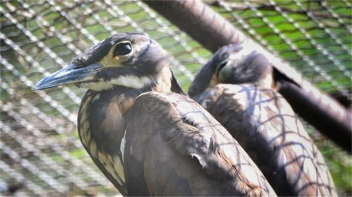 广东惠东发现“世界最神秘的鸟”系一级保护动物海南鳽