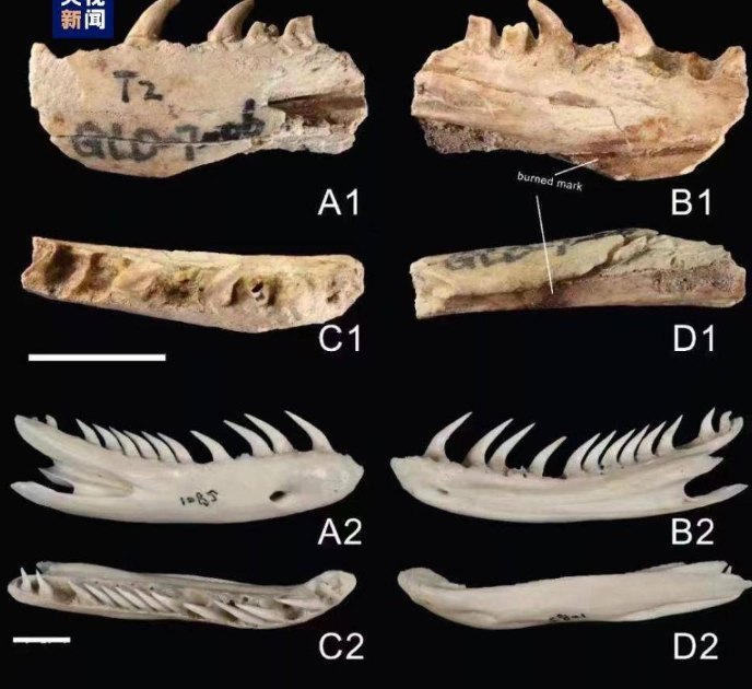 广西左江流域发现大型史前蛇类遗存 当地猎食蛇类史或达6000年