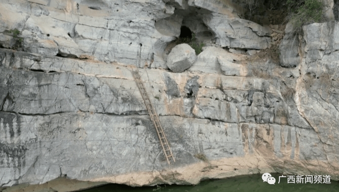 广西左江流域发现大型史前蛇类遗存，最大个体全长至少4.58米