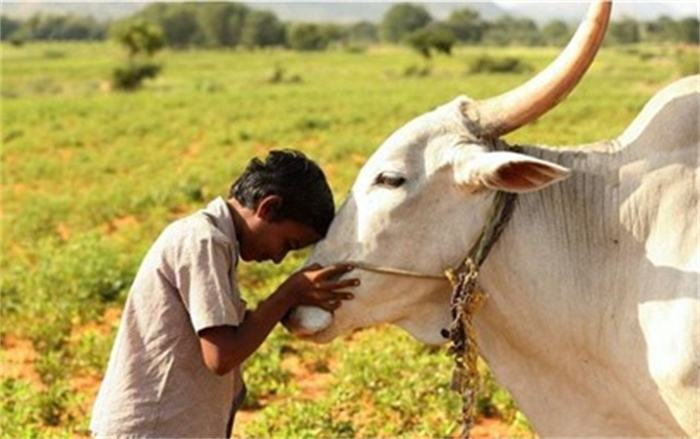 为什么在印度牛拥有崇高的地位？牛被印度教教徒视为圣兽
