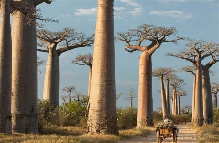 全球最大”瓶子树“一颗树能储存2吨水，足够一家四口使用大半年