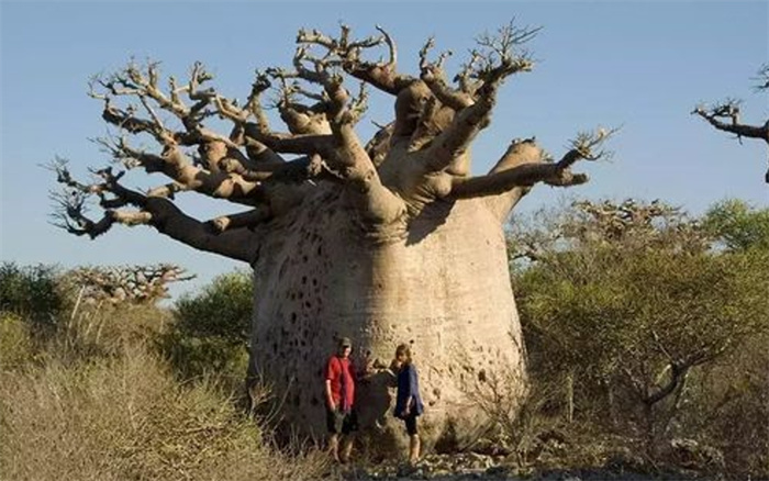 全球最大”瓶子树“一颗树能储存2吨水，足够一家四口使用大半年