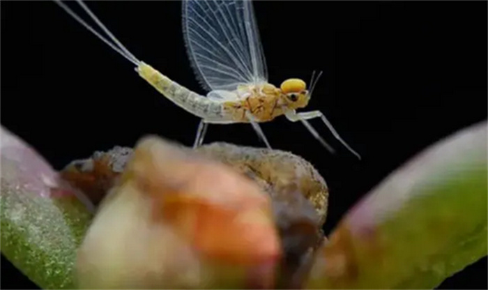 世界上寿命最短的生物 微小的蜉蝣（昆虫蜉蝣）