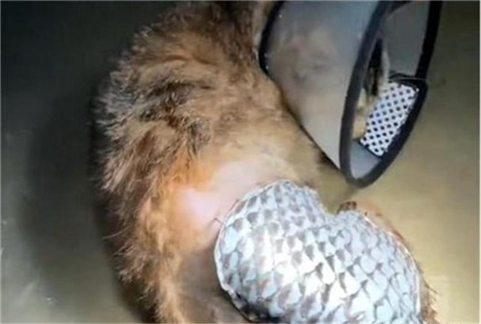 女子花2万为猫移植鱼皮被网暴 是否救助过度？