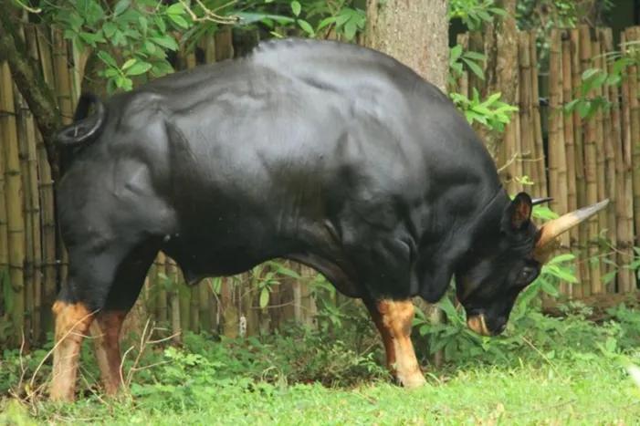 野生“巨无霸”闯入云南牛圈，体重超2000斤，是牛魔王的原型？