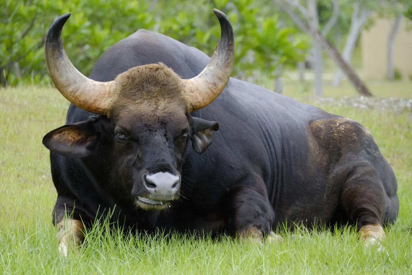世界上最大的野牛图片