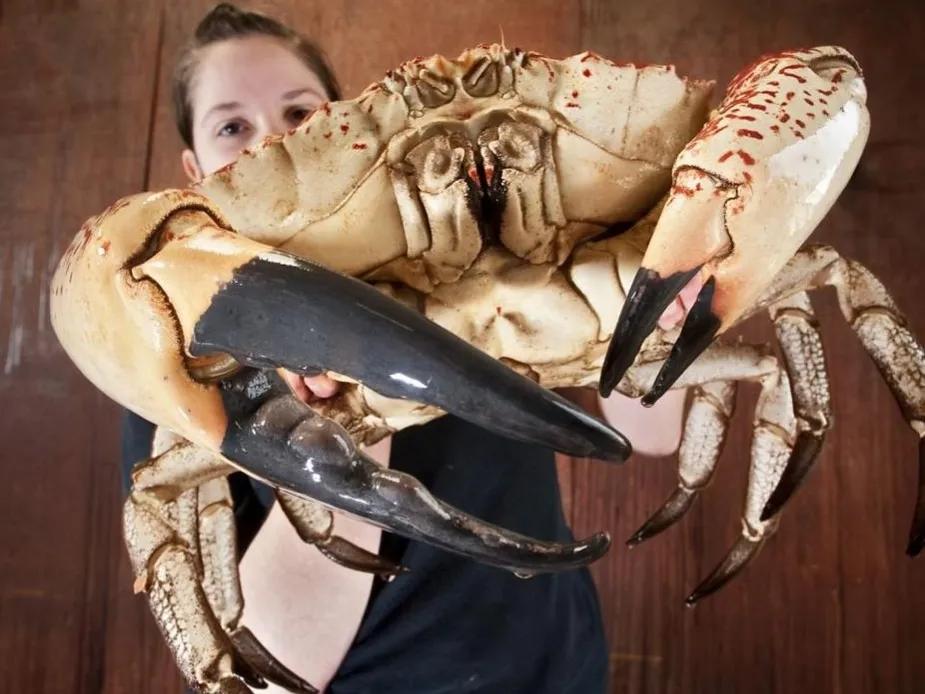 巨型“食人蟹”入侵英国码头，体长2.5米，双钳能夹断鲨鱼？