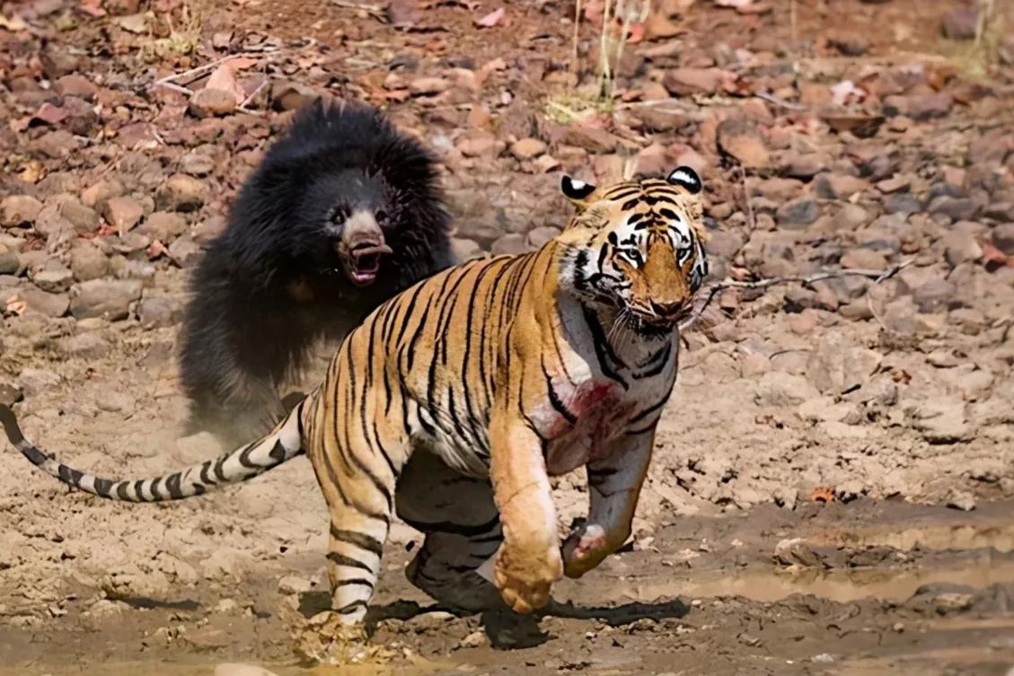 “食人恶熊”称霸印度森林，咬合力超1000斤，连老虎都打不过它？