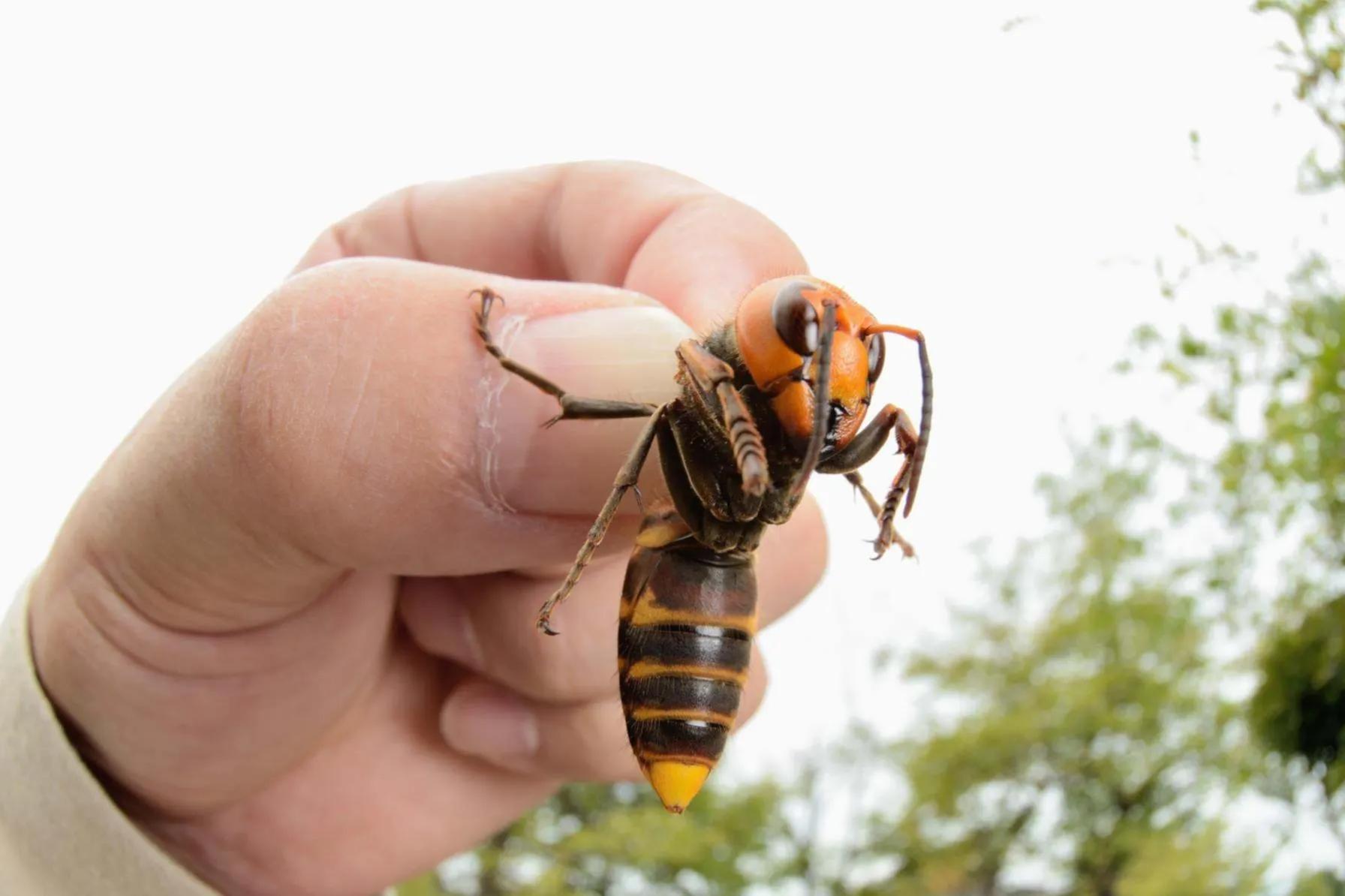 巨型胡蜂“入侵”英国，一分钟咬死40只蜜蜂，冷冻28小时还能蜇人