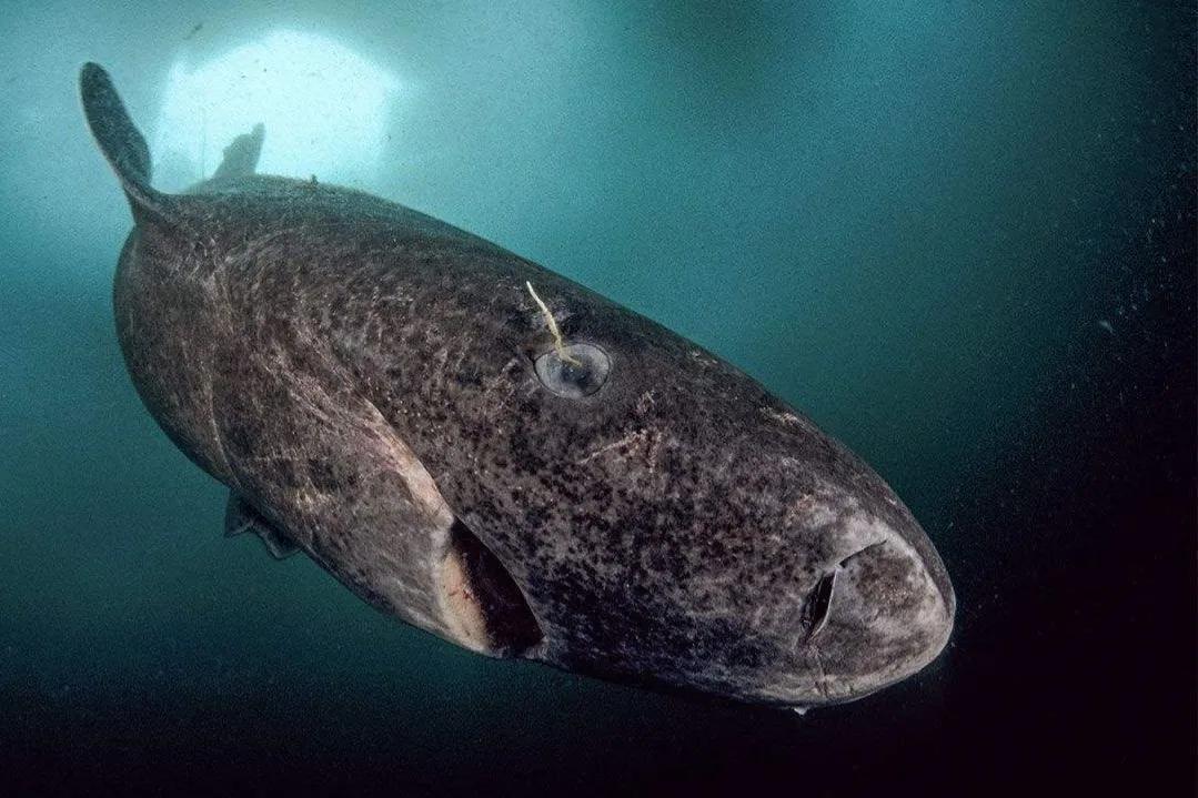 世界上最“懒惰”的鲨鱼，体长超7米，为了捕食“献祭”了双眼？