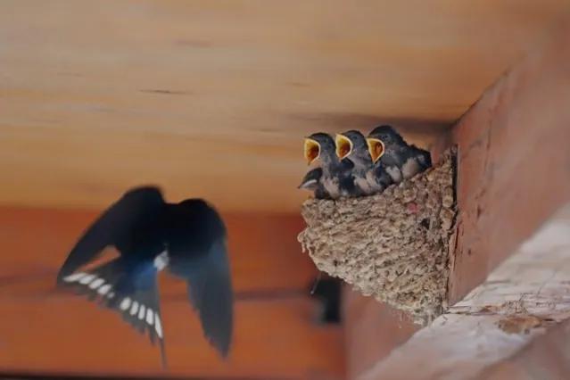 燕子为什么在人类的屋檐下筑巢？燕子进家究竟是好事还是坏事？