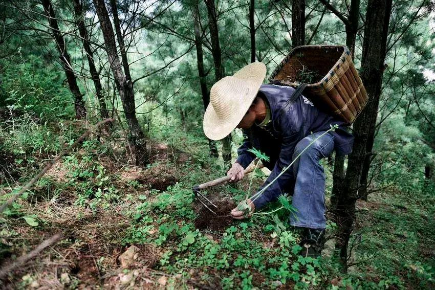 90年四川村医上山采药，意外发现巨大金棺，陪葬品令专家脸红不已