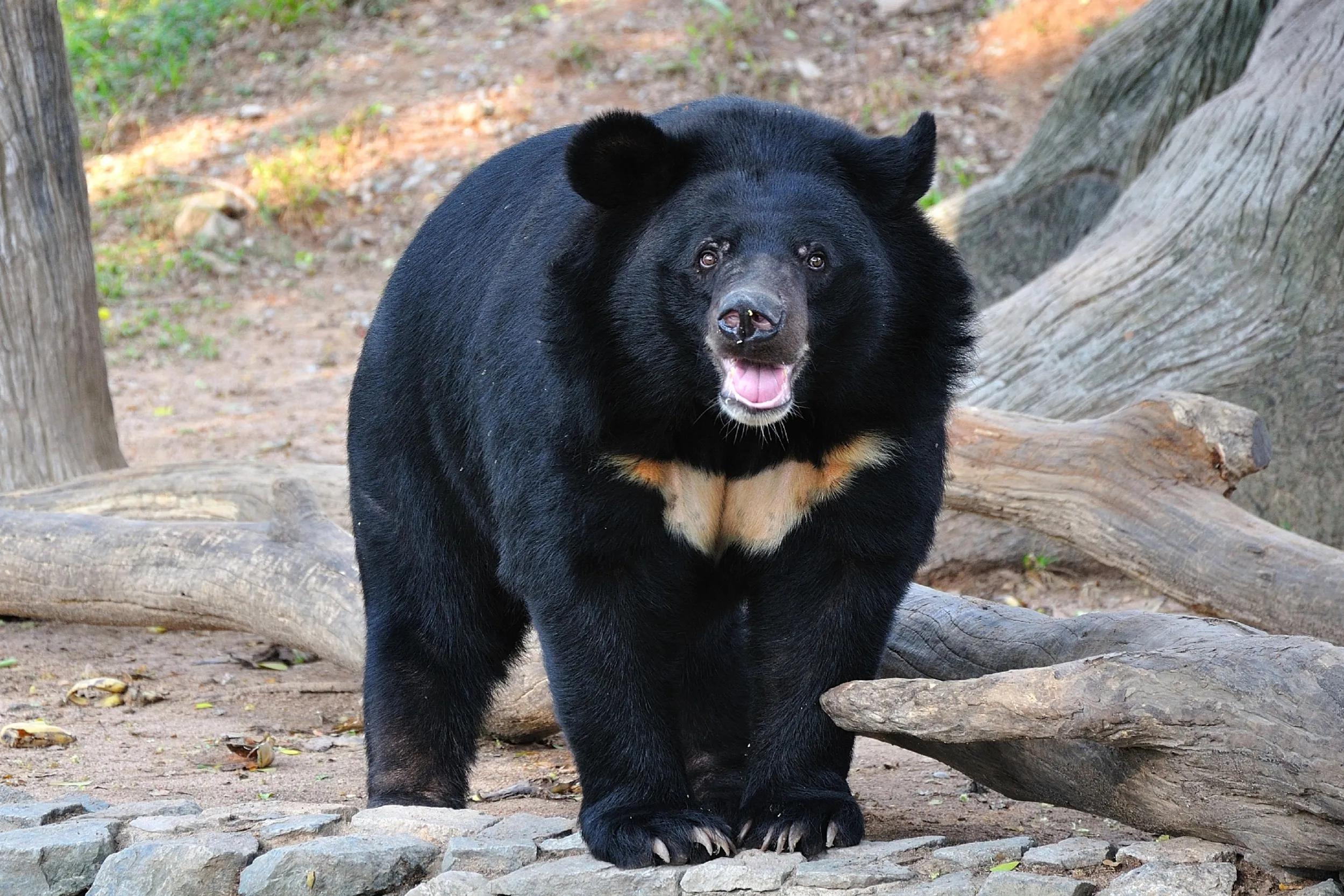 2022年，黑龙江伊春发现“大狗熊”，在街上狂奔，目测体重200斤
