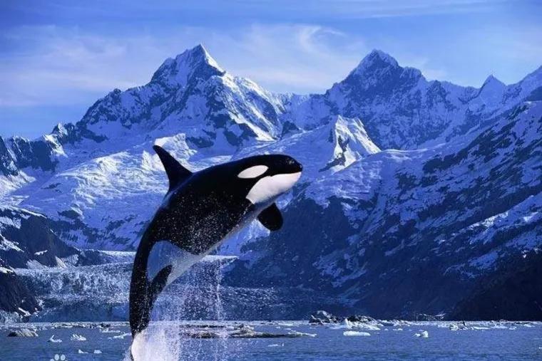 2022年，“杀手鲸”现身深圳海域，重8000斤，专家：它对人很友好