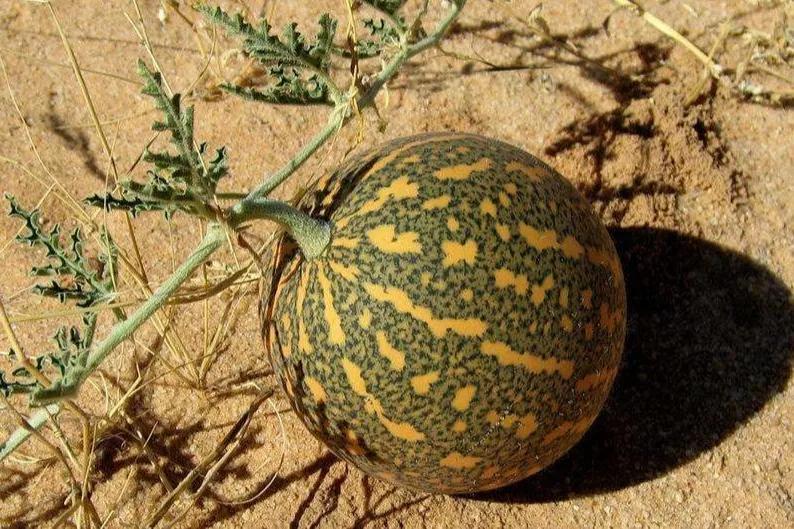 沙漠里遍地都是“西瓜”，为什么无人敢吃？