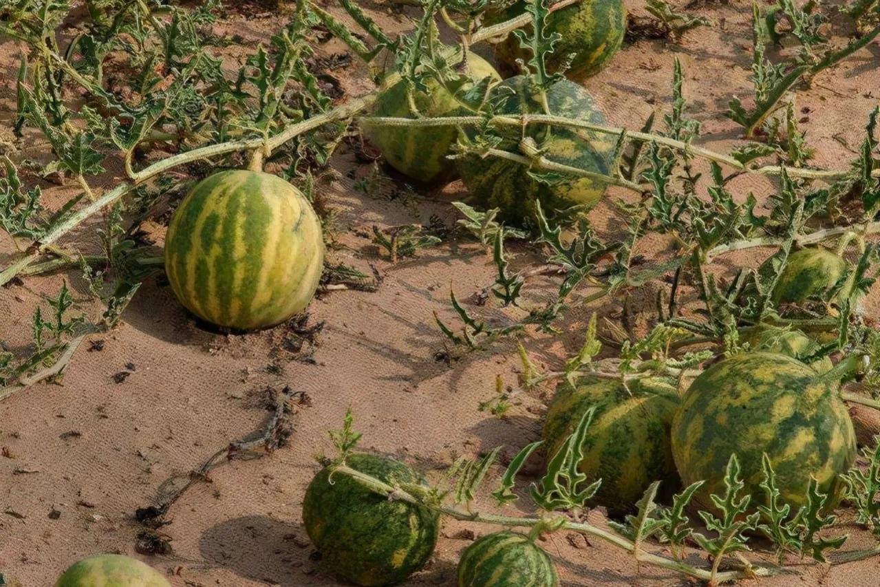 沙漠里遍地都是“西瓜”，为什么无人敢吃？