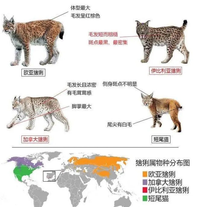 猞猁凭什么成为了分布最广的猫科动物？它有何特别之处？