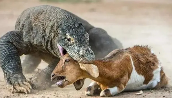 眼镜王蛇大战科莫多巨蜥,谁才是陆地最强有毒爬行动物? 