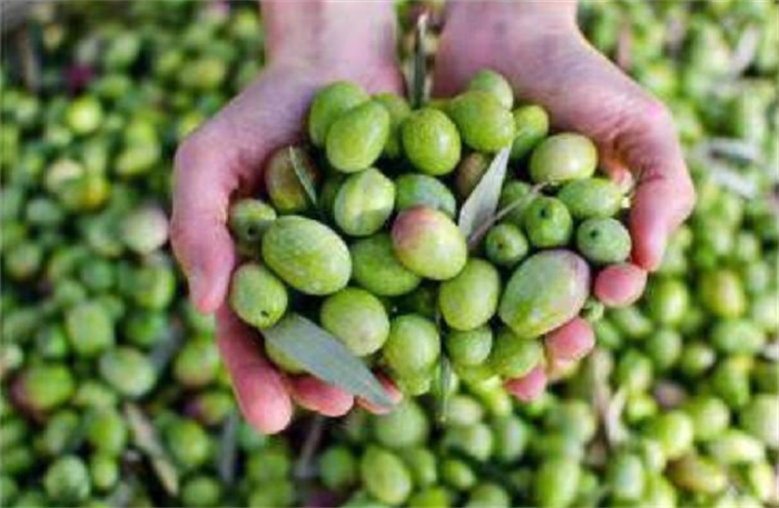 研究人员发现生产橄榄油时的下脚料 - 橄榄果水可以提高运动成绩