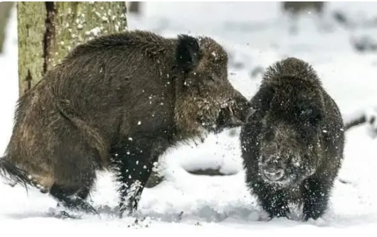 东北的野猪最喜欢寒冷的冬天？它是如何过冬的？