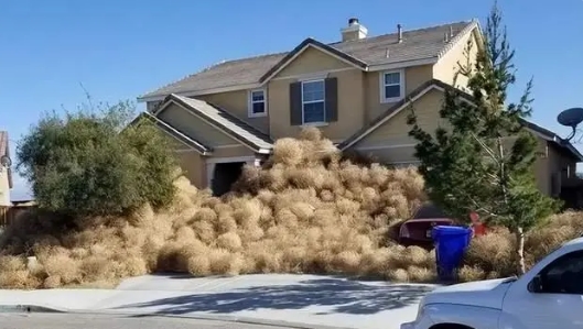 复活草是世界上最耐旱的植物之一，能引入用来治理沙漠吗？