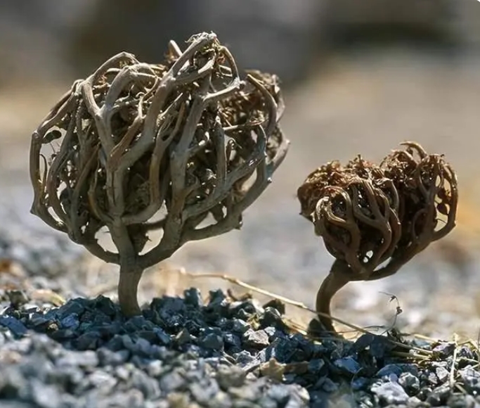 复活草是世界上最耐旱的植物之一，能引入用来治理沙漠吗？