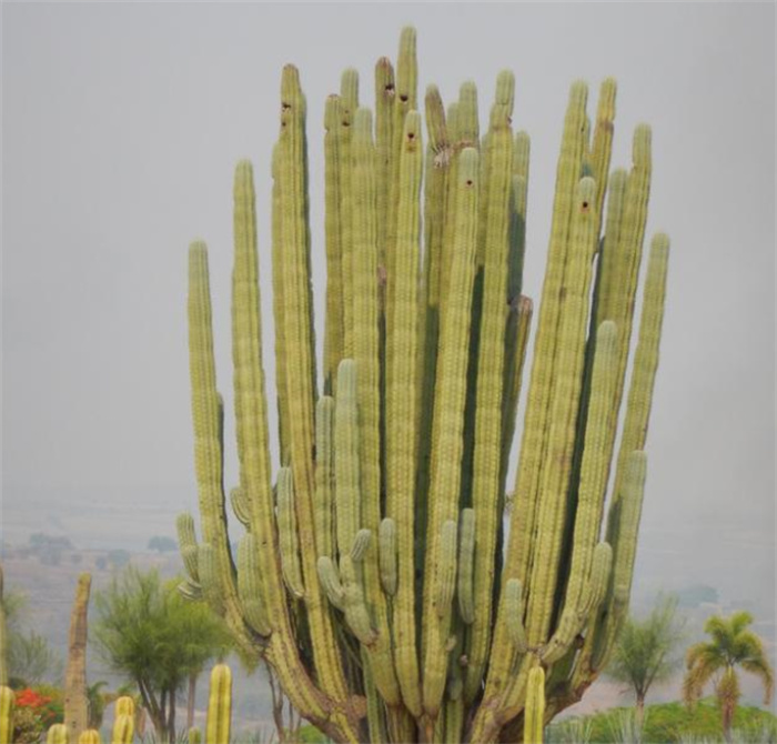 世界上最耐寒的植物 沙漠中的仙人掌（耐旱植物）
