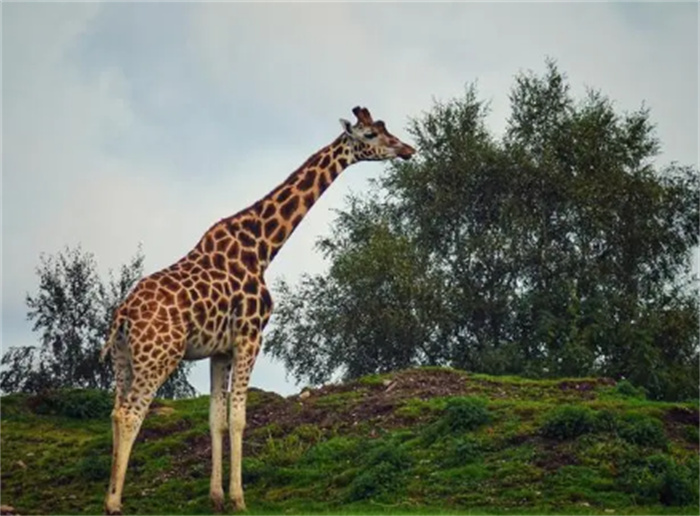 世界上最高的动物 脖子很长的长颈鹿（最高动物）