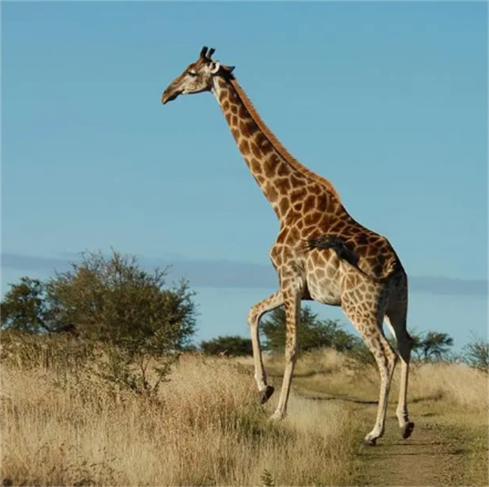 世界上最高的动物 脖子很长的长颈鹿（最高动物）