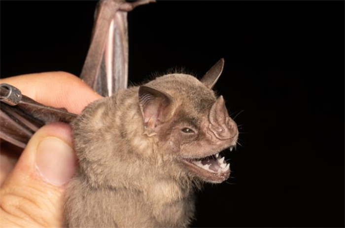 世界最小的哺乳动物 弱小的猪鼻蝙蝠（哺乳动物）