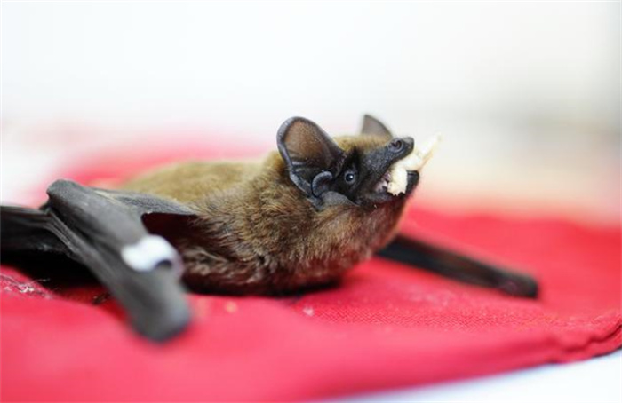 世界最小的哺乳动物 弱小的猪鼻蝙蝠（哺乳动物）