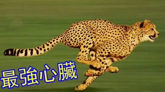 猎豹是陆地上速度最快的动物，那么它究竟有没有天敌？
