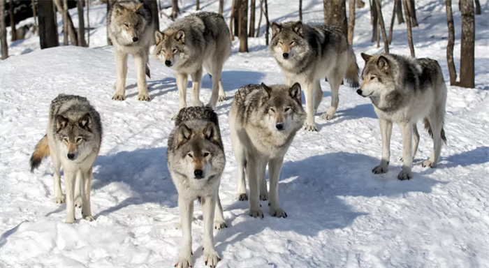 现存最大的灰狼是什么狼  最大的个体有多大