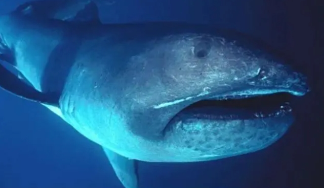 地球历史上出现过的那些最大的鲨鱼，有些可能仍然潜藏在海洋中