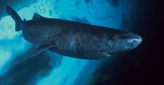 地球历史上出现过的那些最大的鲨鱼，有些可能仍然潜藏在海洋中