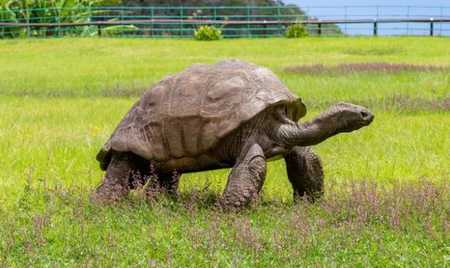 地球上最长寿的动物有哪些，乌龟甚至都没有进入前10名