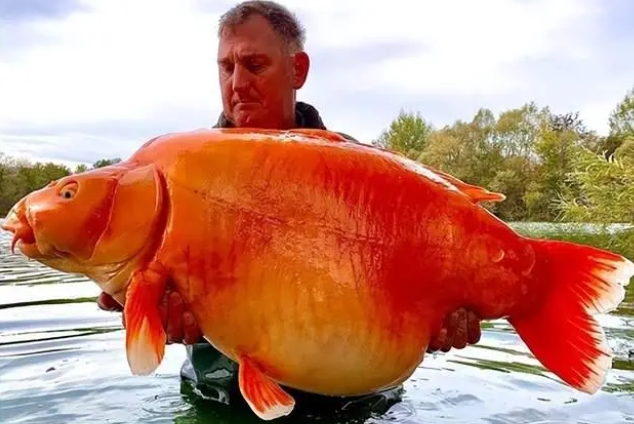 世界上最大的“金鱼”出现，重61斤，什么金鱼能长这么大？