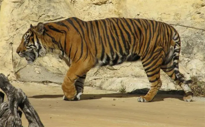 最大的苏门答腊虎有多大  它们的现状如何