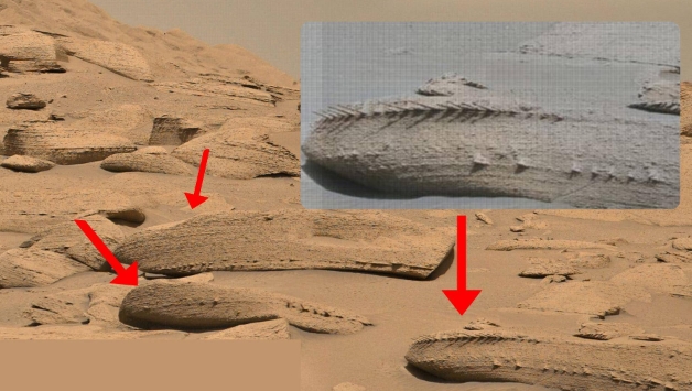 史前生物骨架？好奇号发现了古怪的尖刺，火星上真的存在生命吗？
