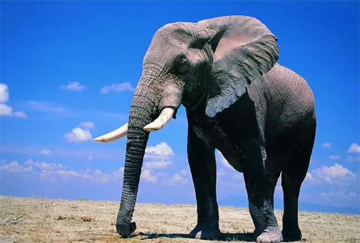 最长寿的大象能活多少年  是什么影响了它们的寿命