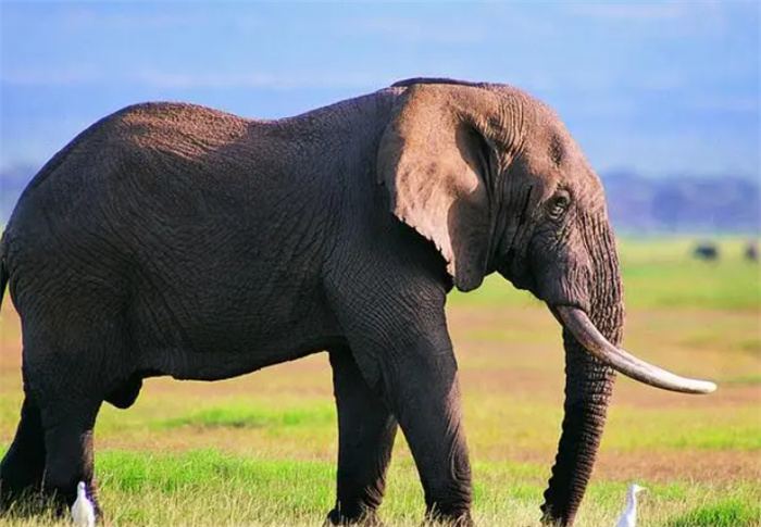 最长寿的大象能活多少年  是什么影响了它们的寿命