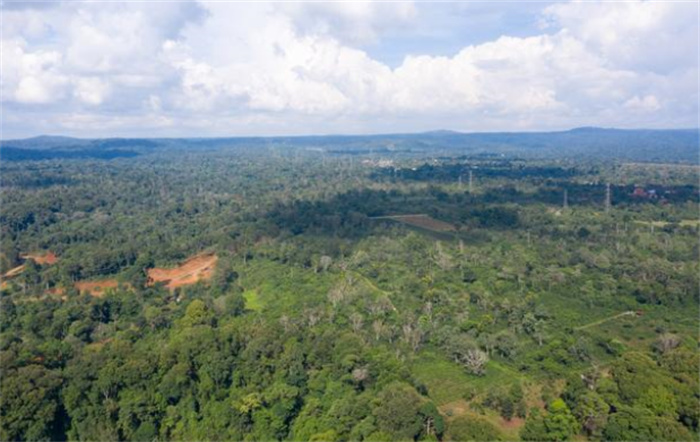 全世界森林面积最大的国家 南美洲苏里南（森林覆盖）